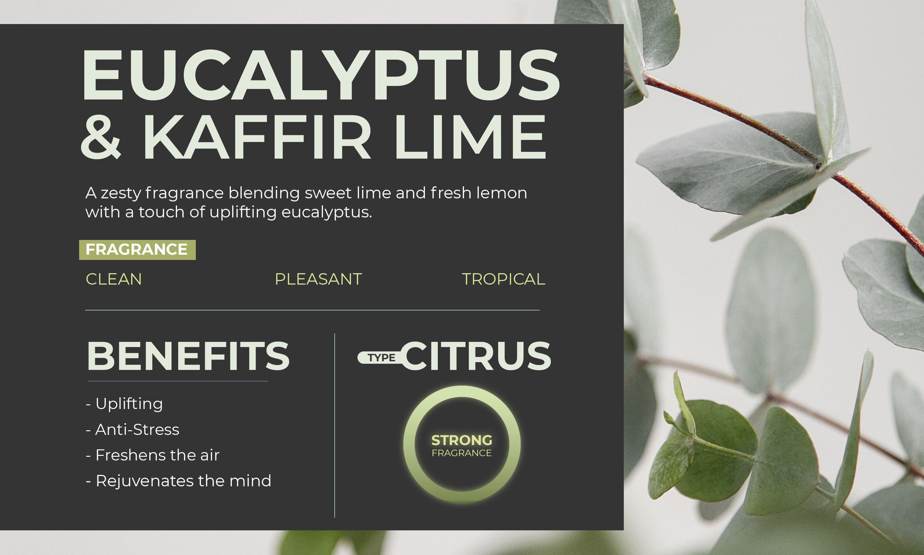 Scented Reed Diffuser Refill Oil Eucalyptus & Kaffir Lime