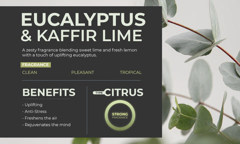 Scented Tea Lights Eucalyptus & Kaffir Lime